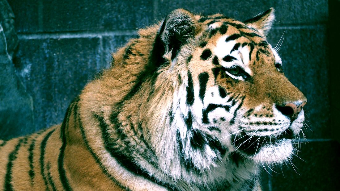 things you need to know about bengal tigers actually - Baynam Sarf